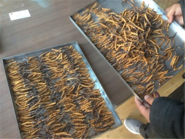 冻干过程中产品塌陷问题的根源与制药冻干机参数调控